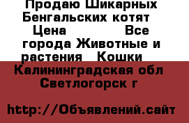 Продаю Шикарных Бенгальских котят › Цена ­ 17 000 - Все города Животные и растения » Кошки   . Калининградская обл.,Светлогорск г.